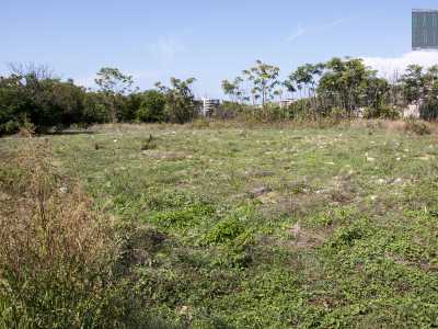 ...qualche ettaro di vegetazione che cresce indisturbata